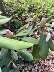 Rhododendron maximum