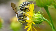 Anthidium maculifrons