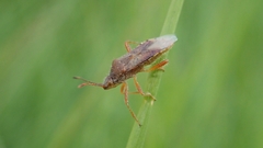 Rhopalus maculatus