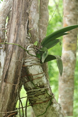 Trichocentrum natalieae