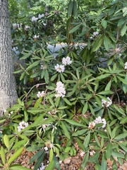 Rhododendron maximum