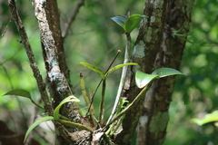 Guarianthe aurantiaca