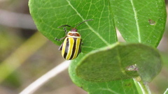 Kuschelina floridana