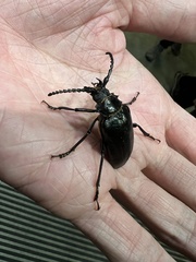 Prionus nakamurai