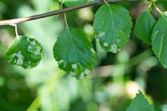 Acalitus longisetosus