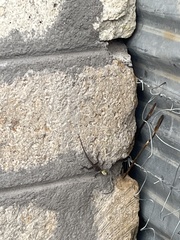 Lygodactylus picturatus