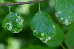 Acalitus longisetosus