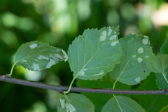 Acalitus longisetosus