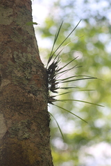 Scaphyglottis sessilis