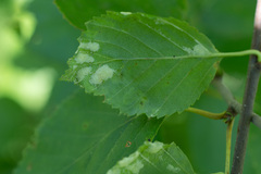 Acalitus longisetosus