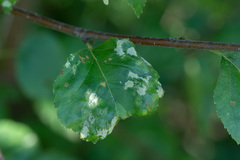 Acalitus longisetosus