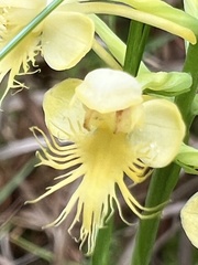 Platanthera × canbyi