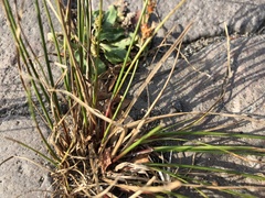 Juncus tenuis