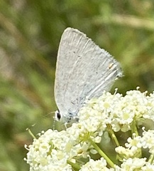 Satyrium sylvinus dryope