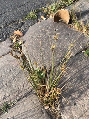 Juncus tenuis