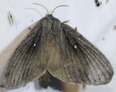 Gloveria arizonensis