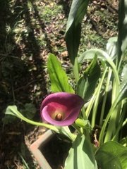 Zantedeschia