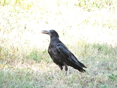 Corvus frugilegus