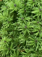 Leucolepis