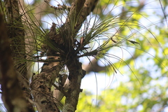 Tillandsia setacea