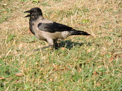 Corvus cornix