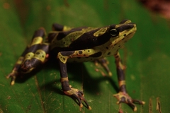Atelopus spurrelli