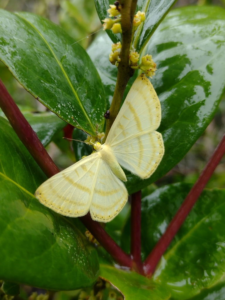Astraeodes areuta