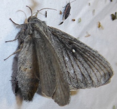 Gloveria arizonensis