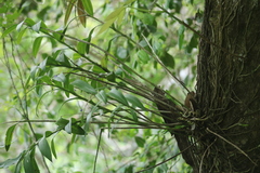 Epidendrum chlorops
