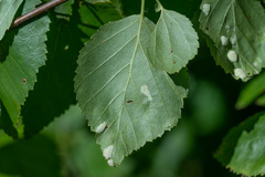 Acalitus longisetosus