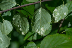 Acalitus longisetosus