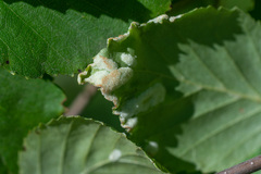 Acalitus longisetosus