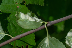 Acalitus longisetosus