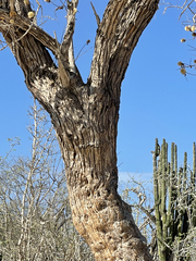 Nahuatlea arborescens