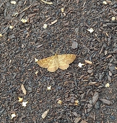 Ematurga atomaria