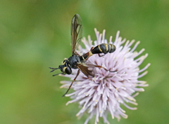 Physocephala rufipes
