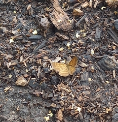 Ematurga atomaria
