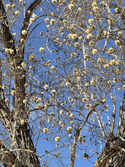 Nahuatlea arborescens
