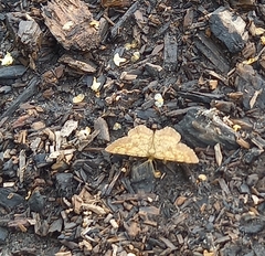 Ematurga atomaria