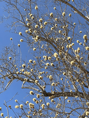 Nahuatlea arborescens