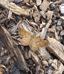 Ematurga atomaria