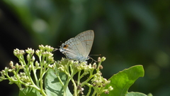 Hypolycaena erylus