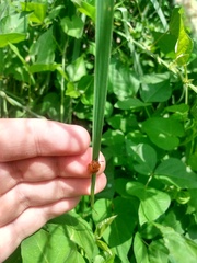 Chelymorpha cassidea