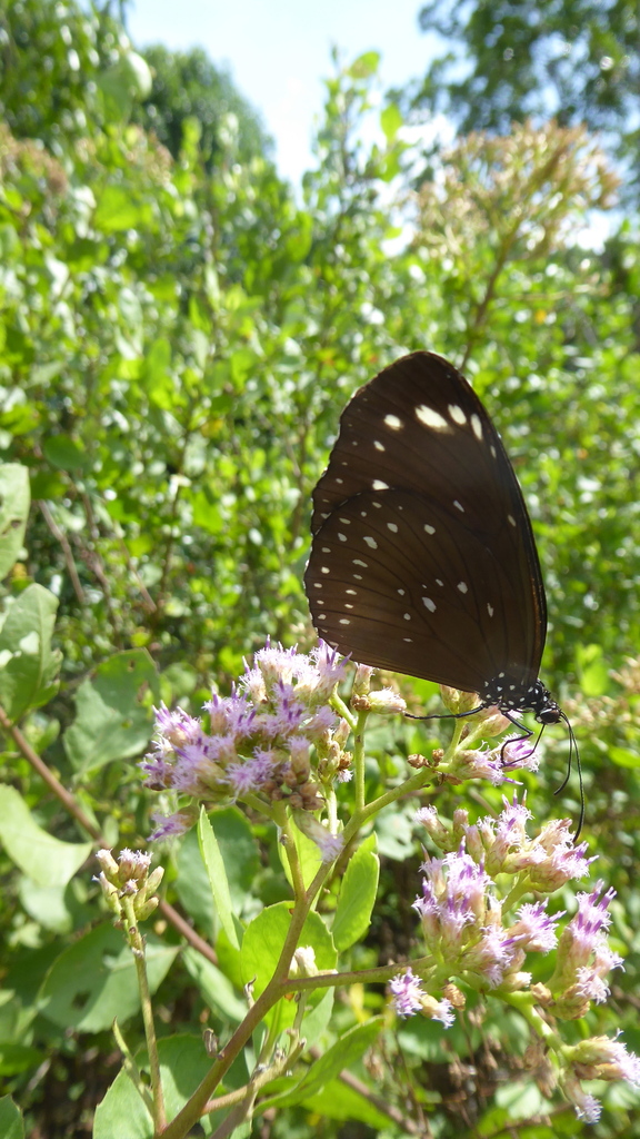 Euploea crameri (Euploea crameri)