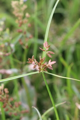 Cyperus diandrus