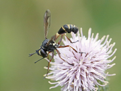 Physocephala rufipes