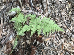 Dryopteris glabra