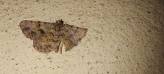 Racotis boarmiaria