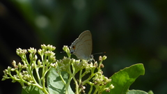 Hypolycaena erylus