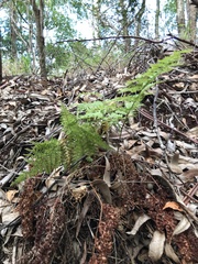 Dryopteris glabra